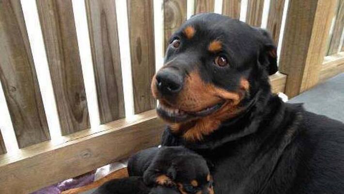 Atrocious.. Police arrested the driver who deliberately hit 4 puppies with the car. Atrocious.. Police arrested the driver who deliberately hit 4 puppies with the car.