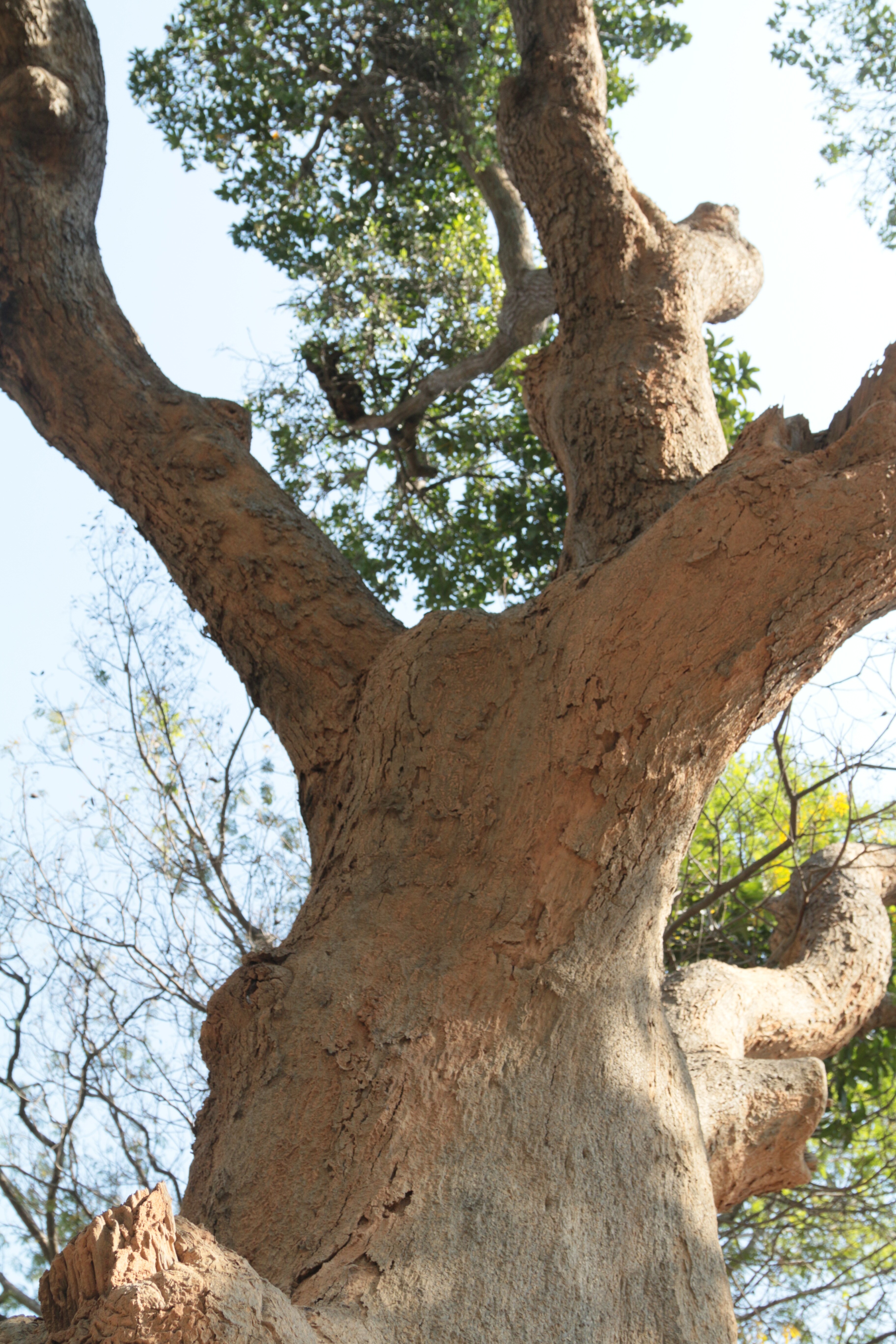 trees going to be cut for road widening