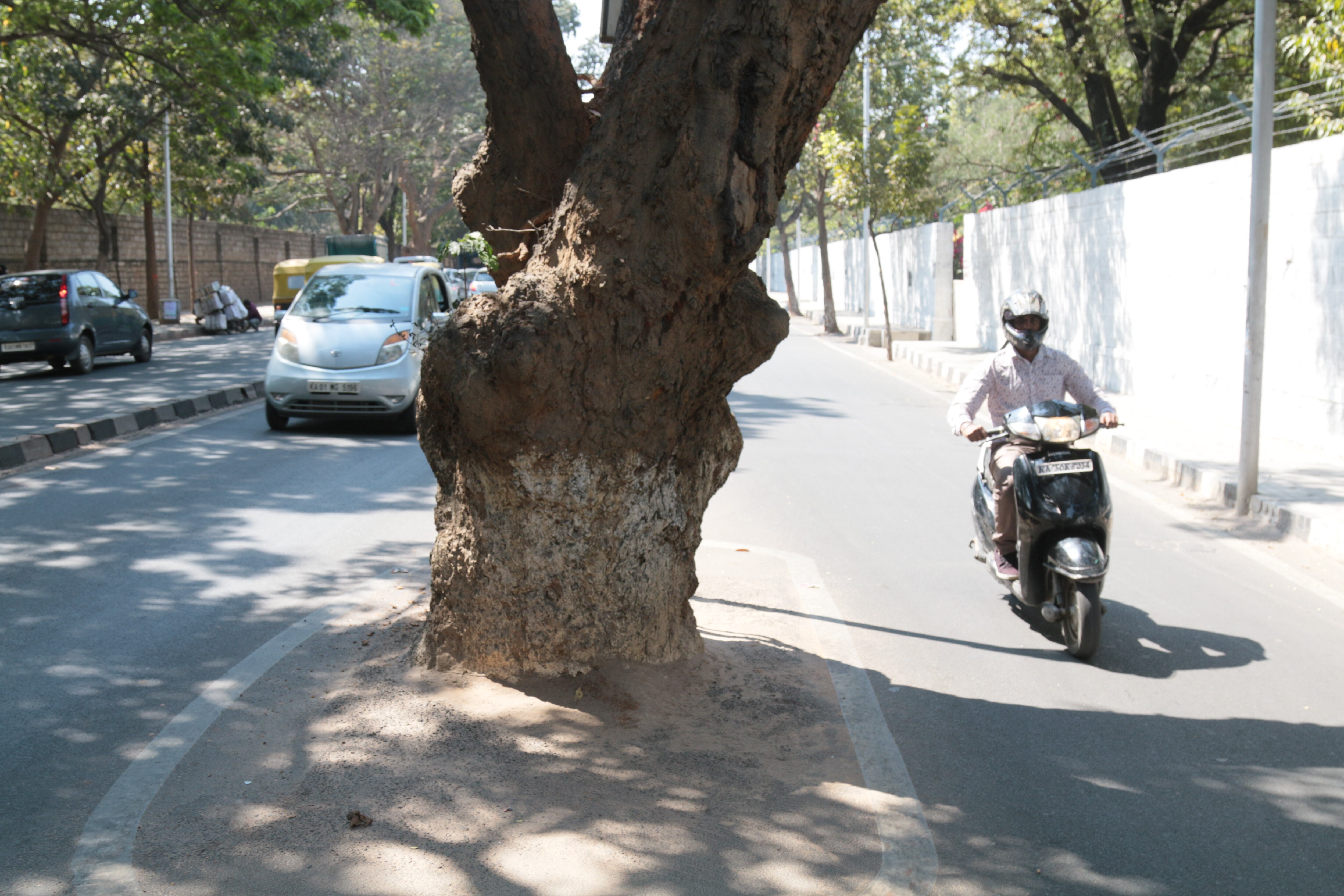 trees going to be cut for road widening