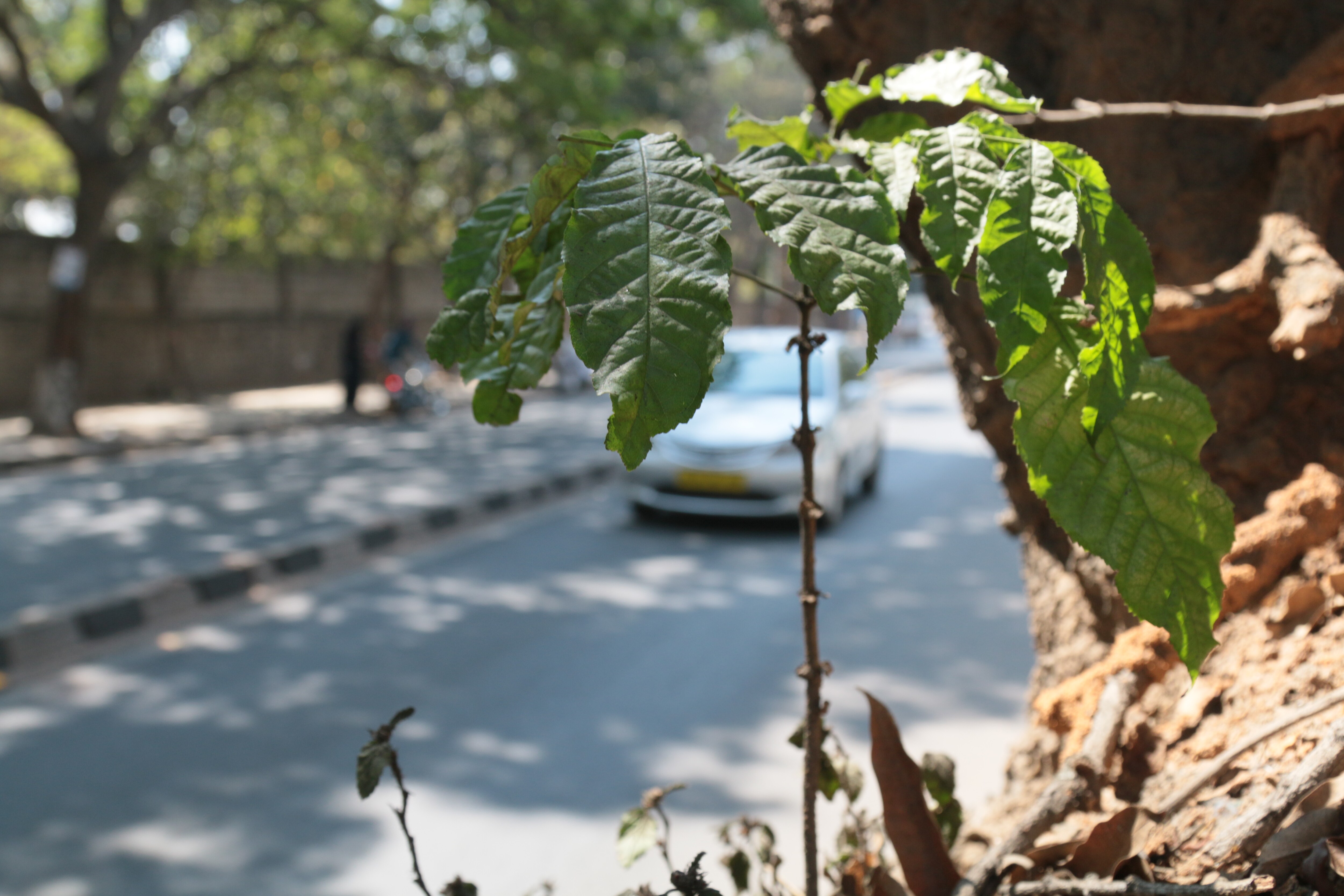 trees going to be cut for road widening