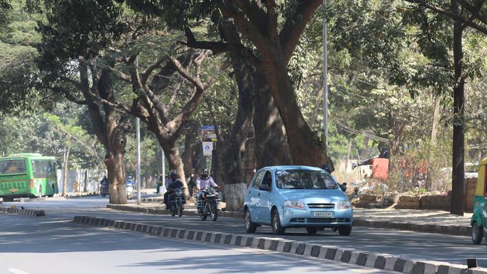 court slams bbmp for delaying tree survey in bangalore court slams bbmp for delaying tree survey in bangalore