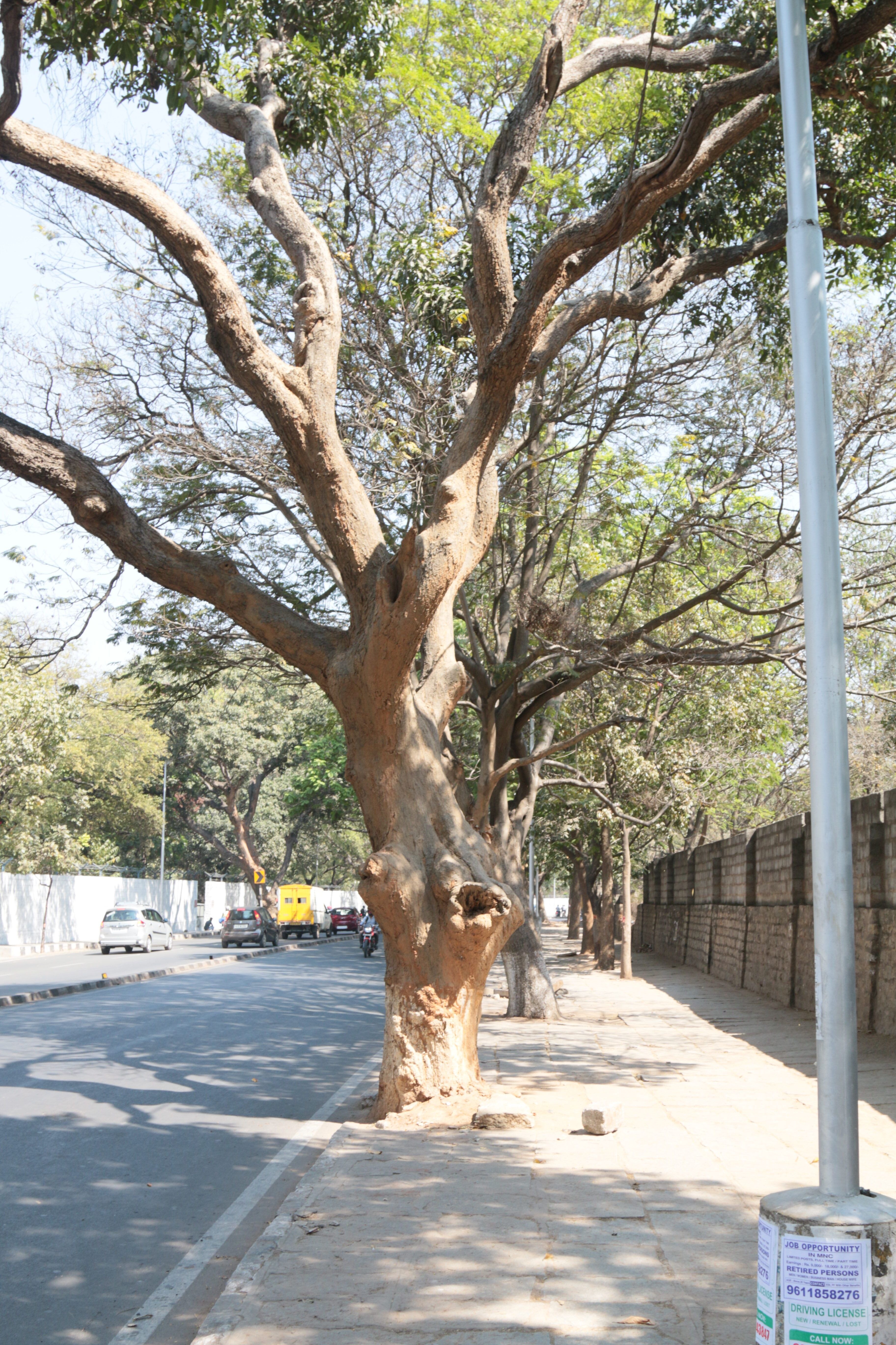 trees going to be cut for road widening