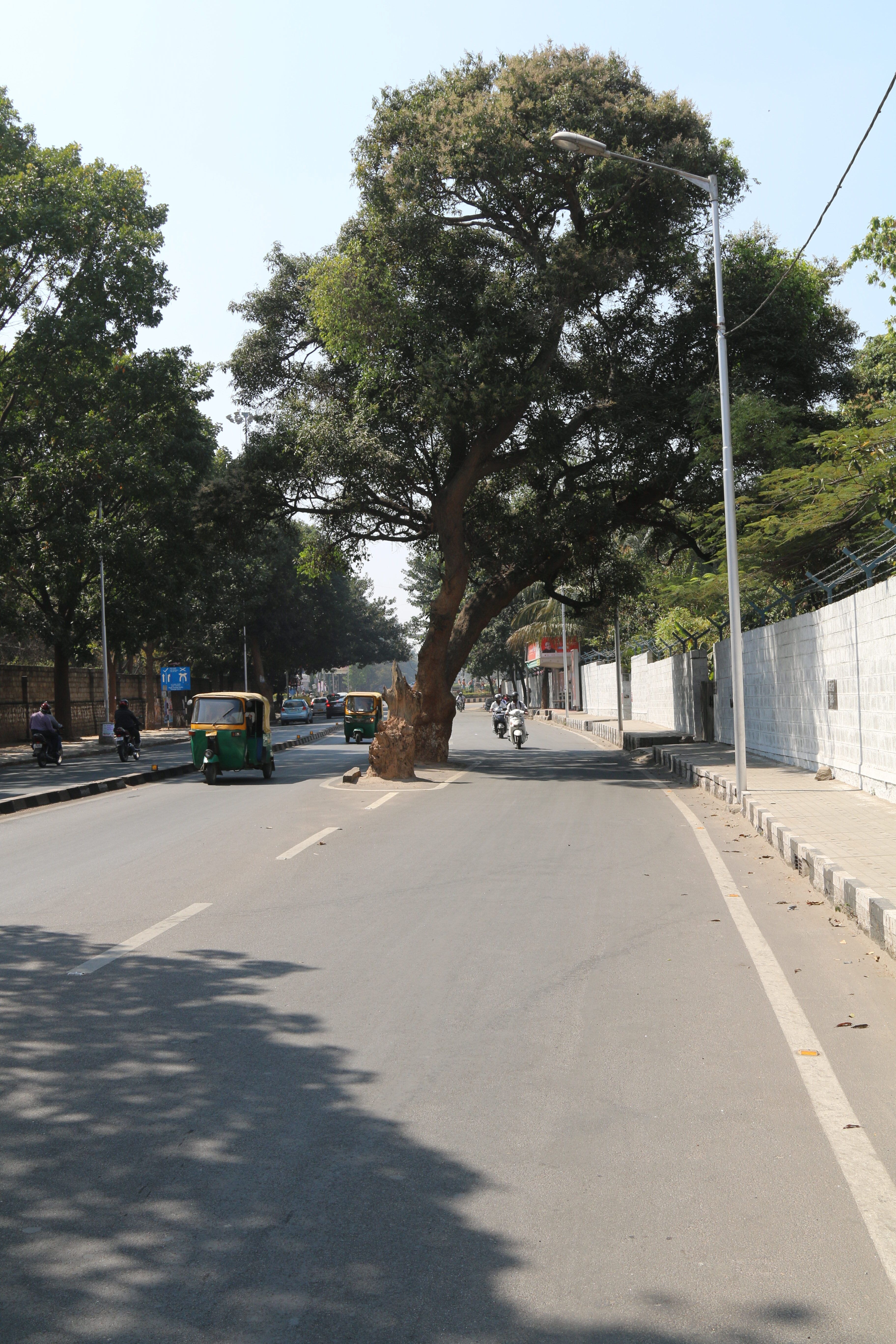 trees going to be cut for road widening