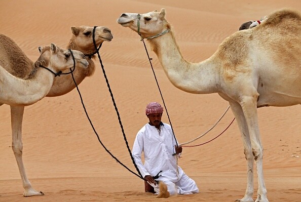 Trip Details of rajasthan can be your winter destination bjc