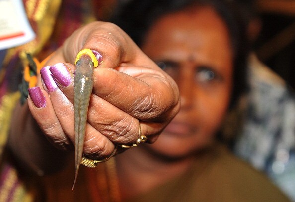 This medicinal fish can cure your asthma Pictures