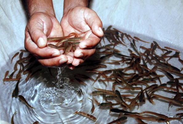 This medicinal fish can cure your asthma Pictures