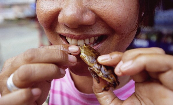 Insects - They are what they are for dinner