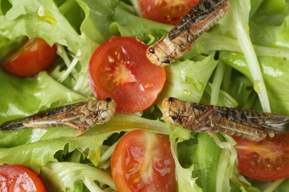 Insects - They are what they are for dinner