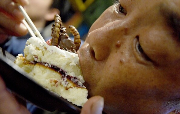 Insects - They are what they are for dinner