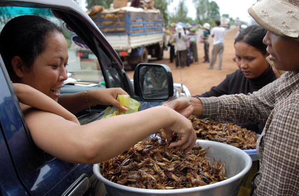Insects - They are what they are for dinner