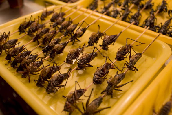 Insects - They are what they are for dinner