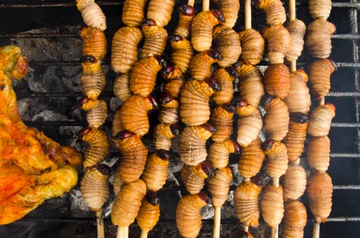 Insects - They are what they are for dinner