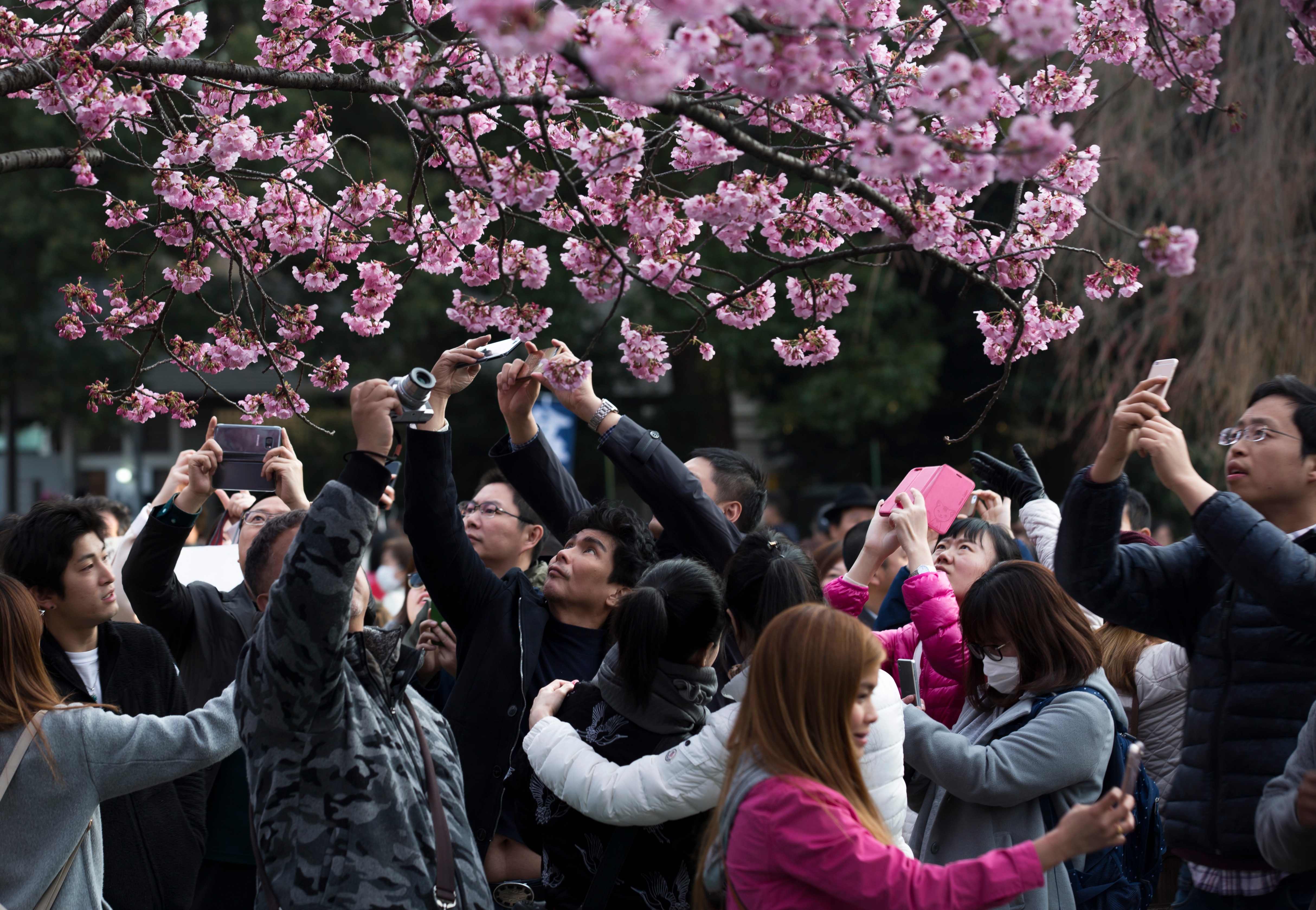 The beautiful season of cherry blossom in Japan