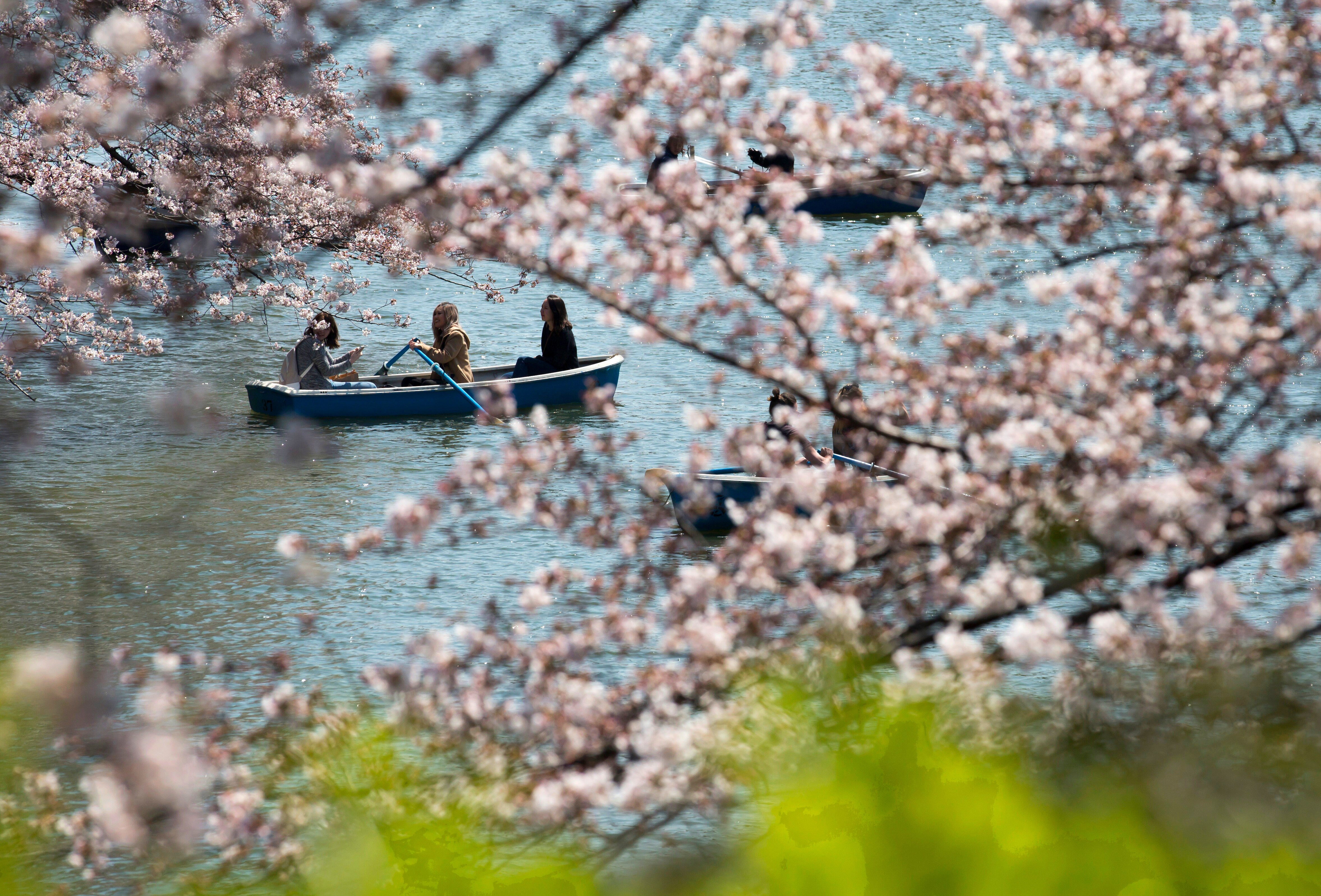 The beautiful season of cherry blossom in Japan