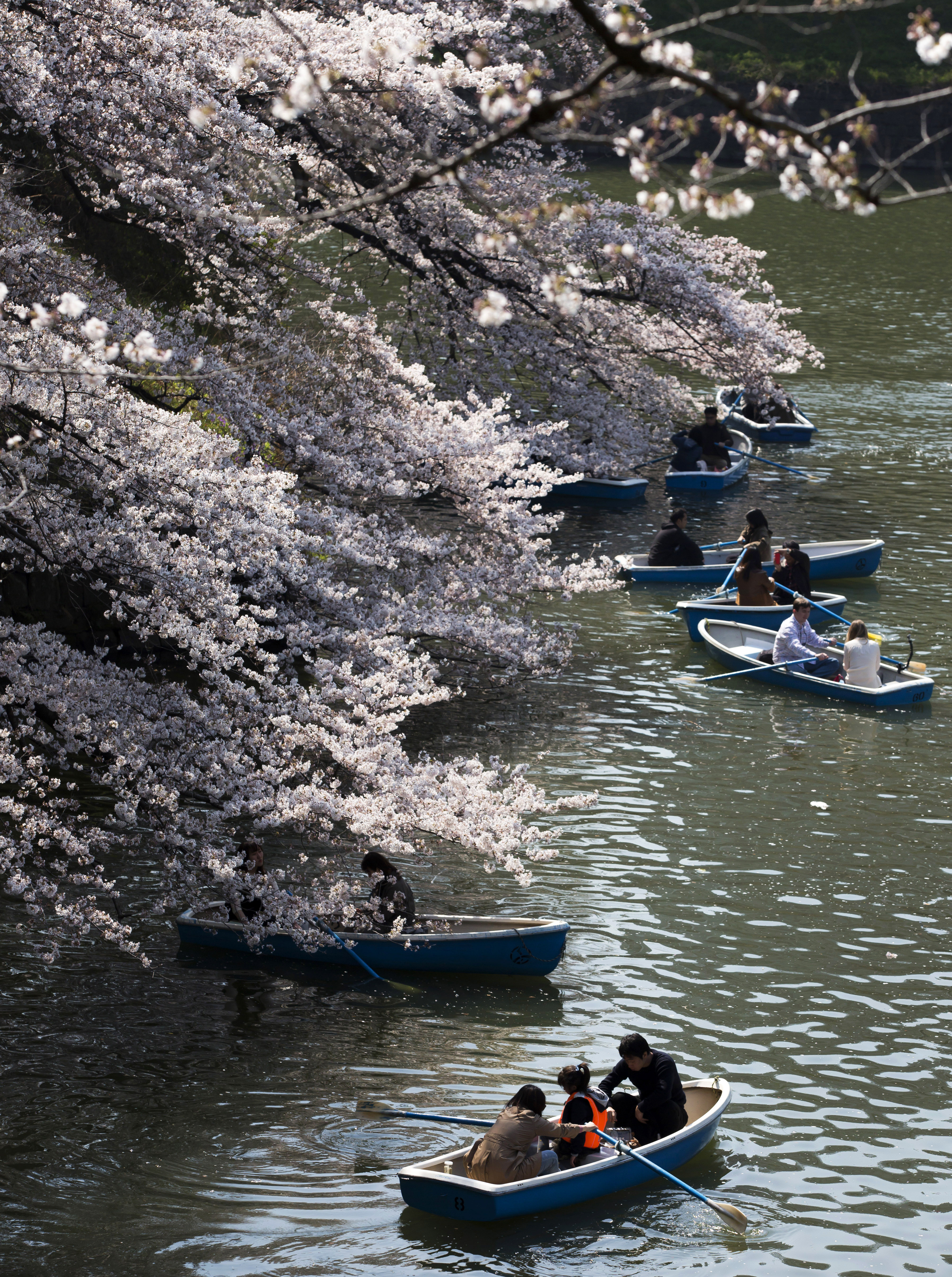 The beautiful season of cherry blossom in Japan