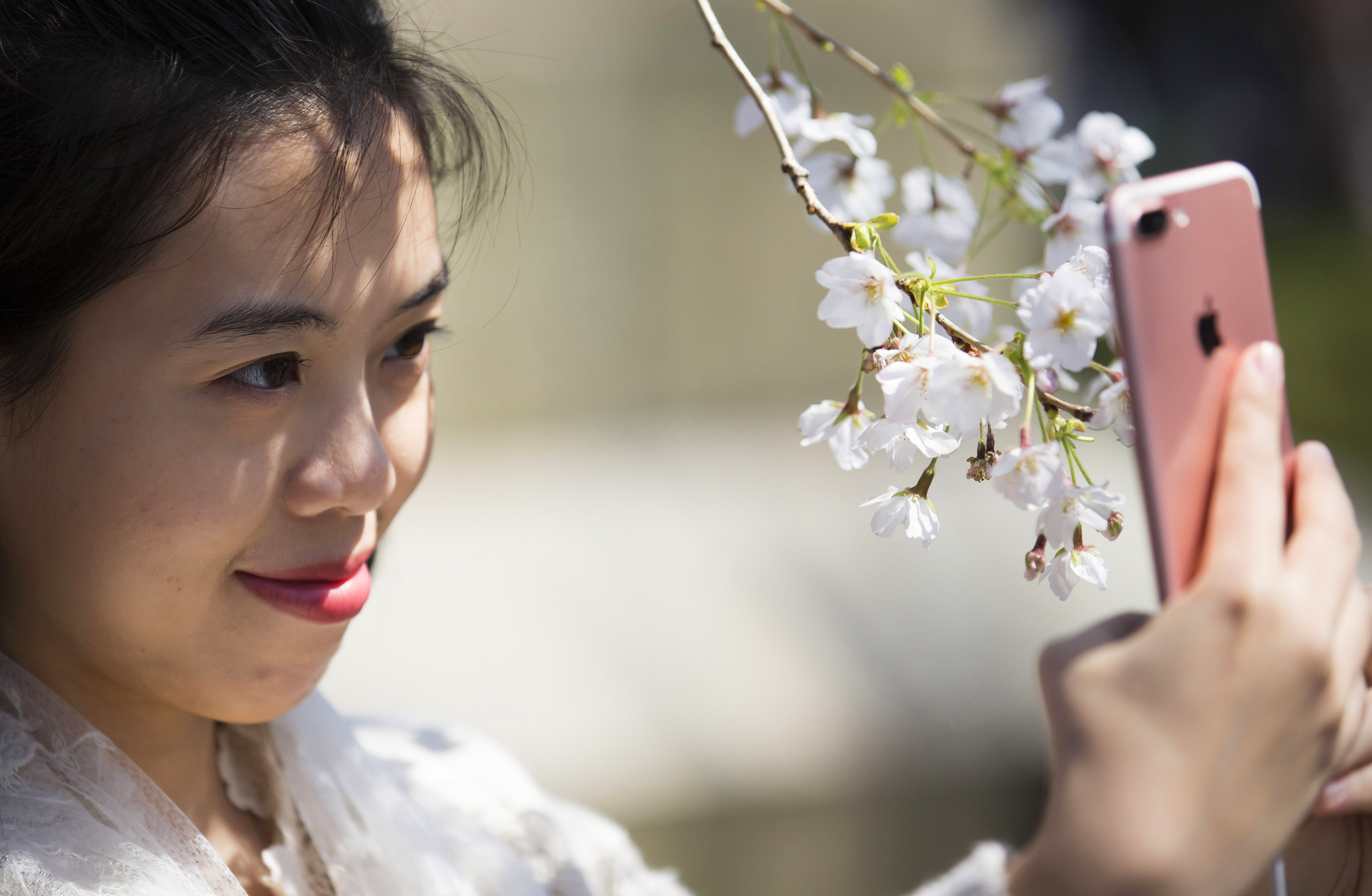 The beautiful season of cherry blossom in Japan