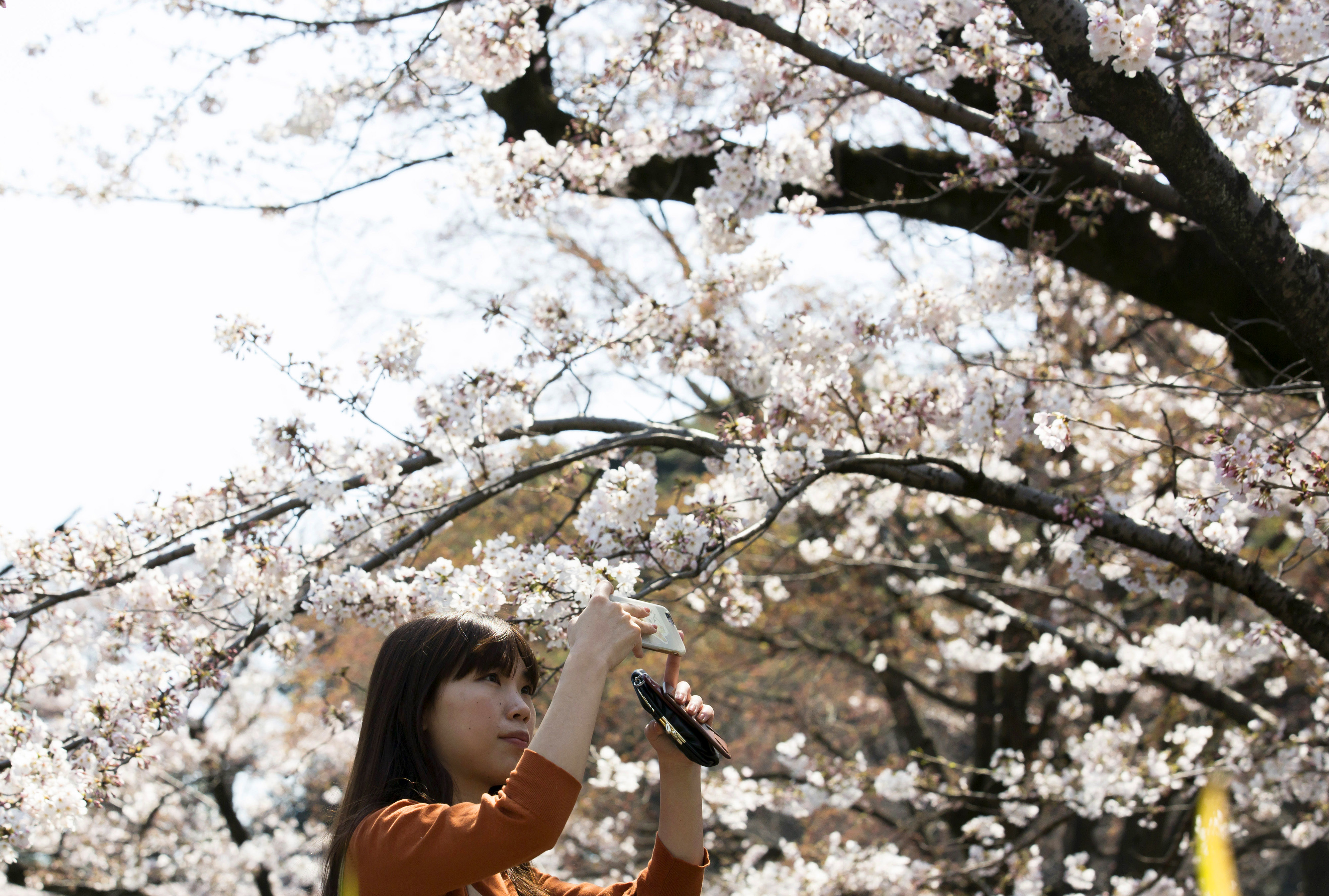 The beautiful season of cherry blossom in Japan