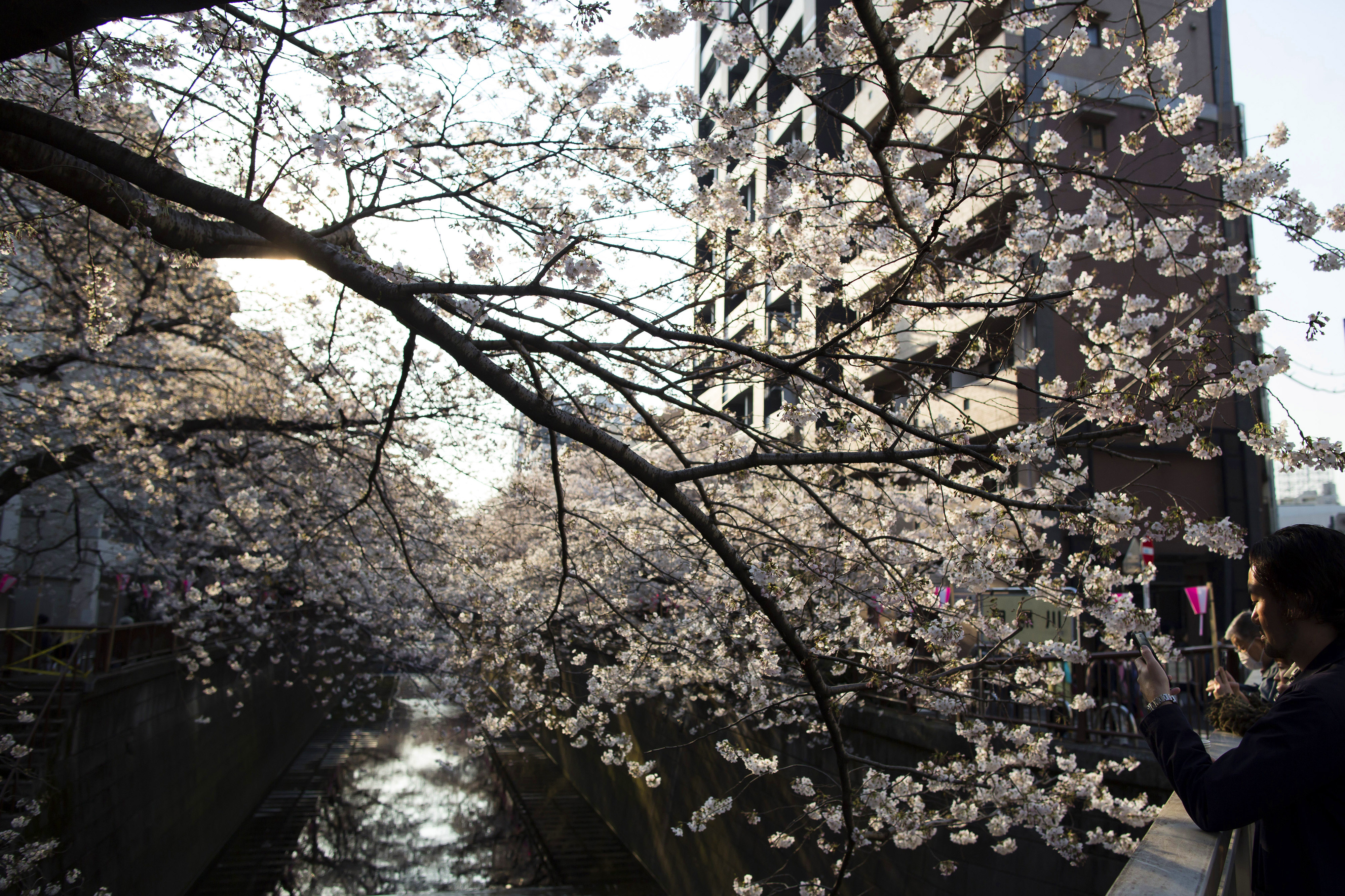 The beautiful season of cherry blossom in Japan