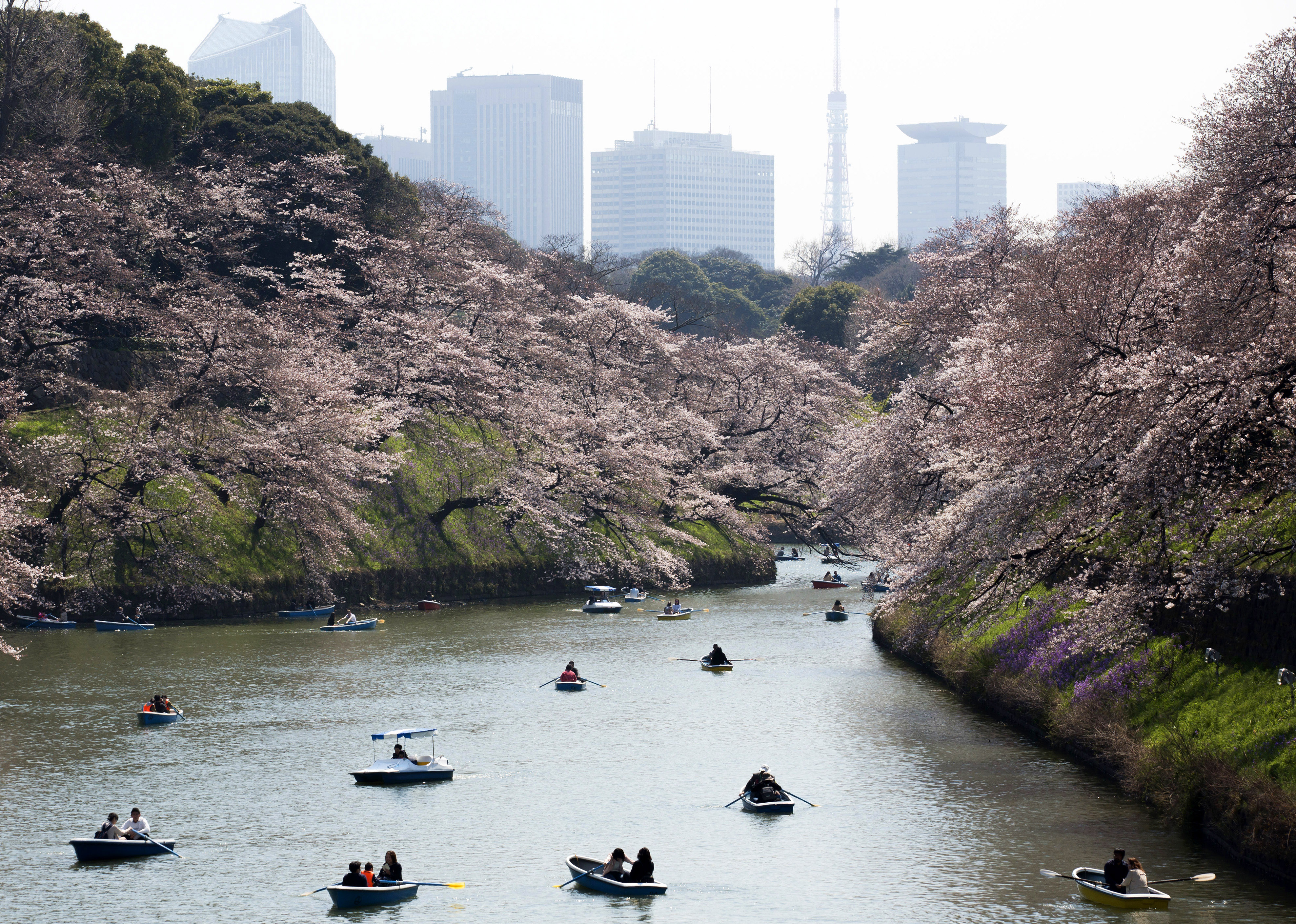 The beautiful season of cherry blossom in Japan