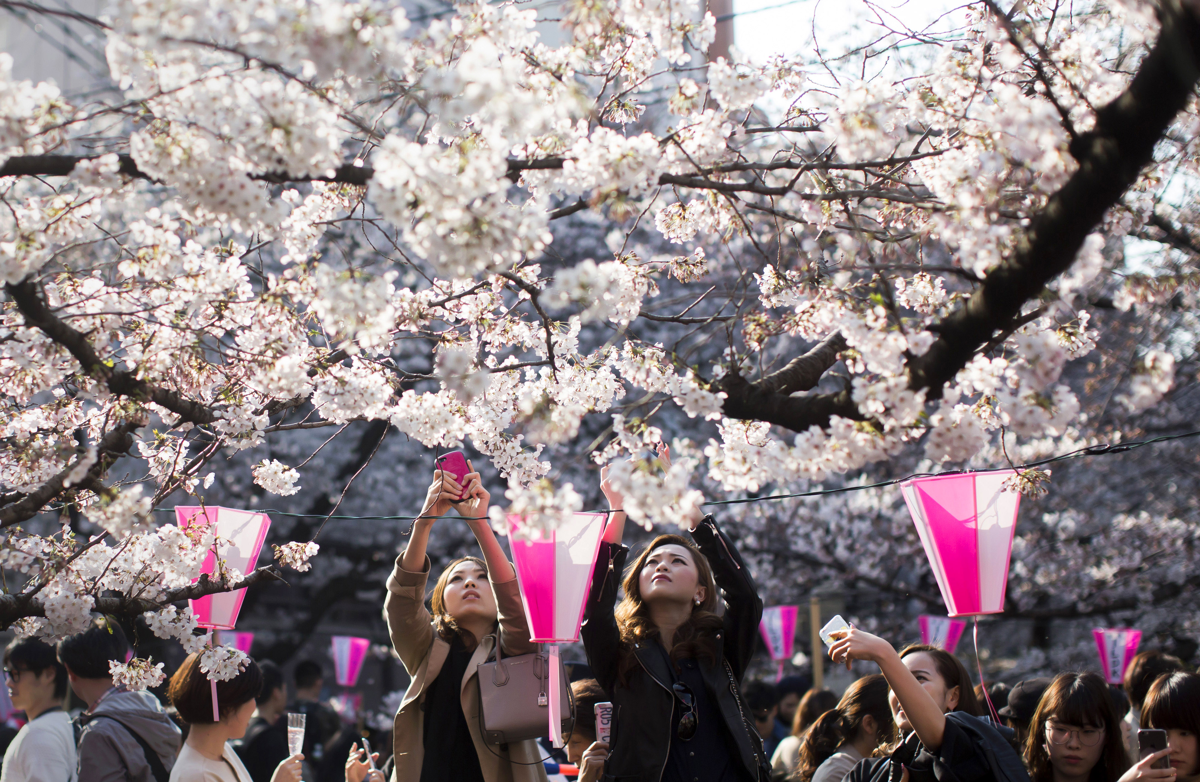 The beautiful season of cherry blossom in Japan