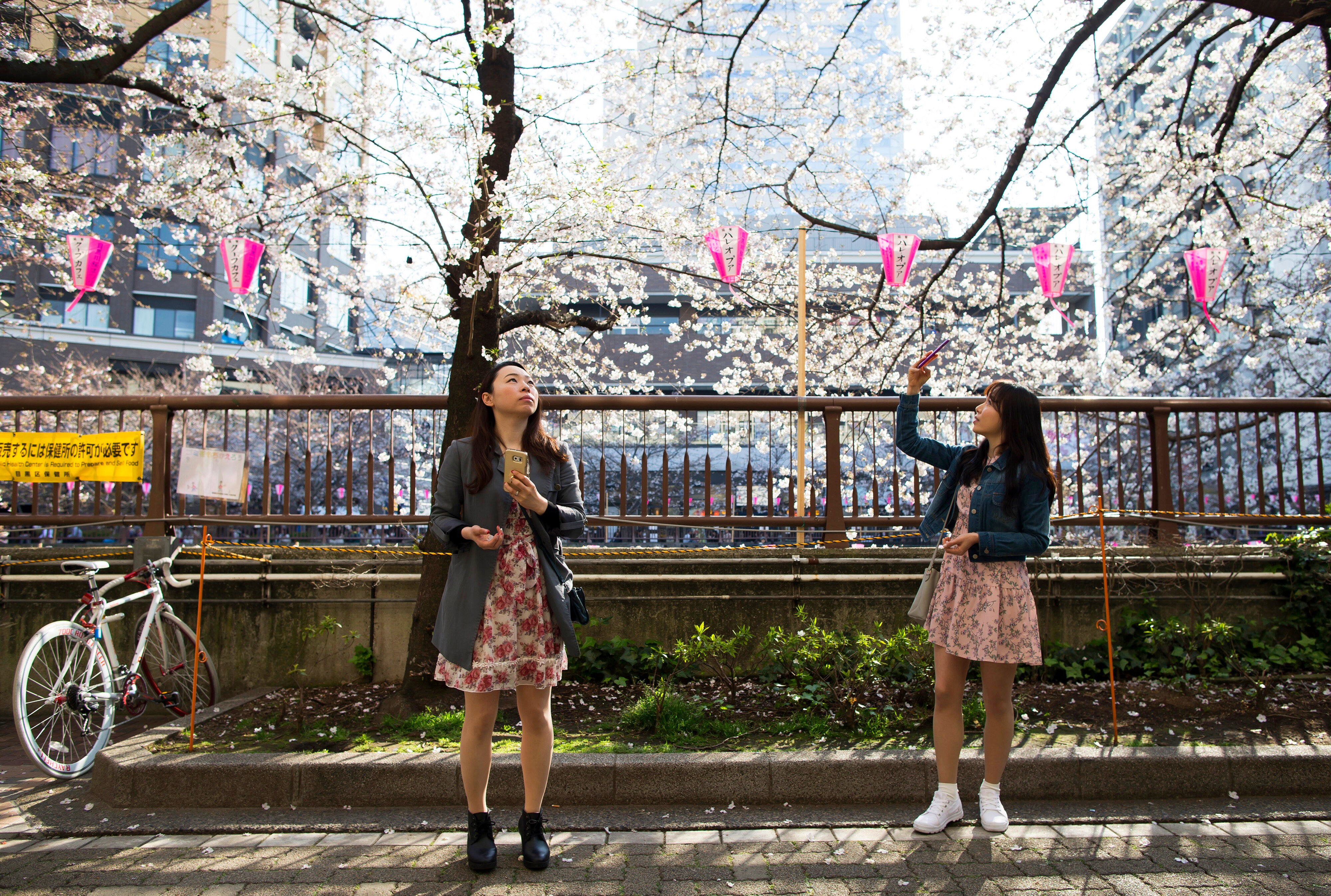 The beautiful season of cherry blossom in Japan
