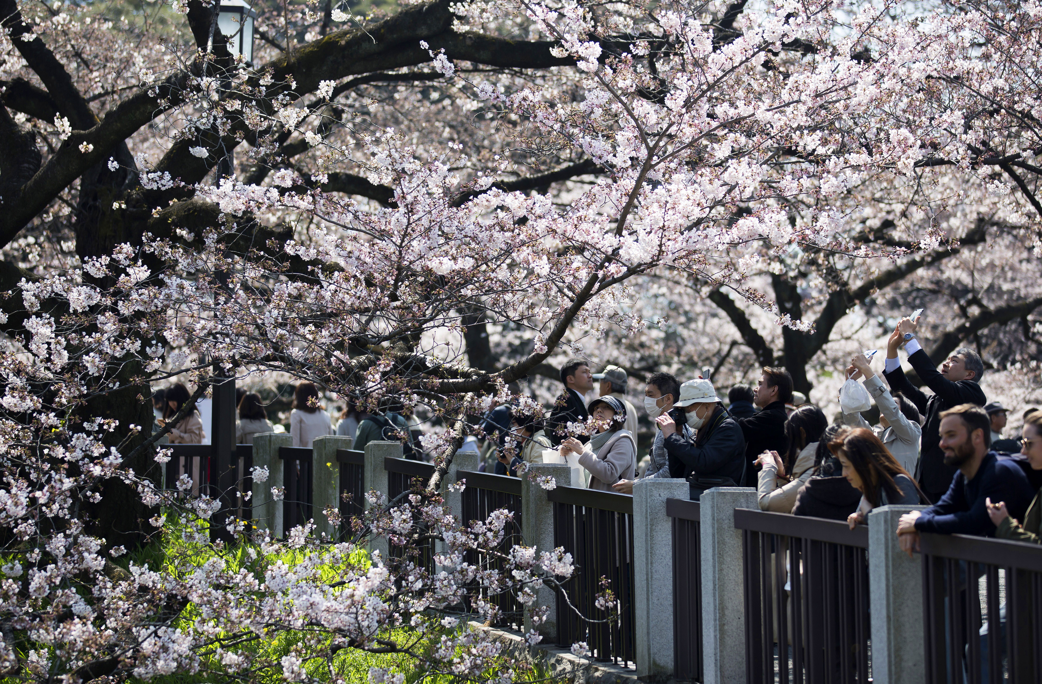 The beautiful season of cherry blossom in Japan