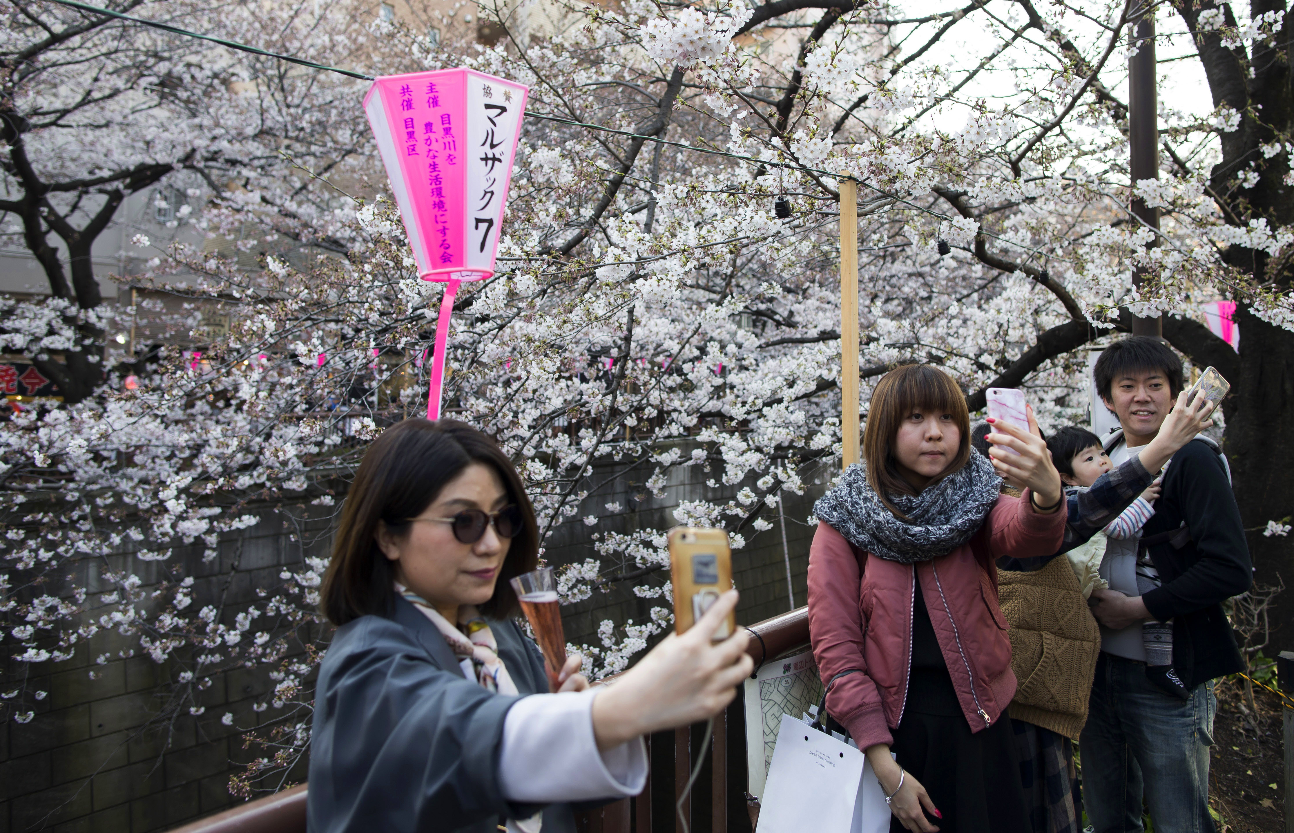 The beautiful season of cherry blossom in Japan