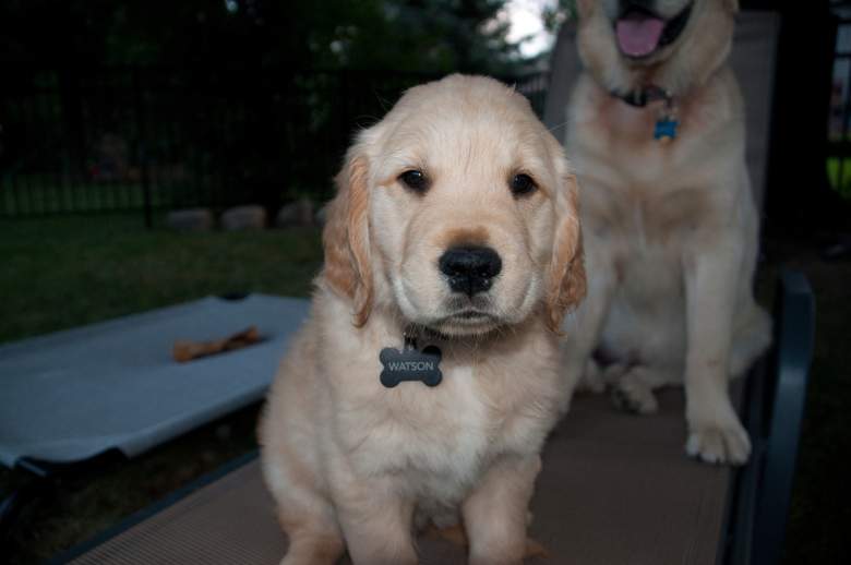 Tired of fighting off pet odour? Here are some easy steps you can follow-dnm