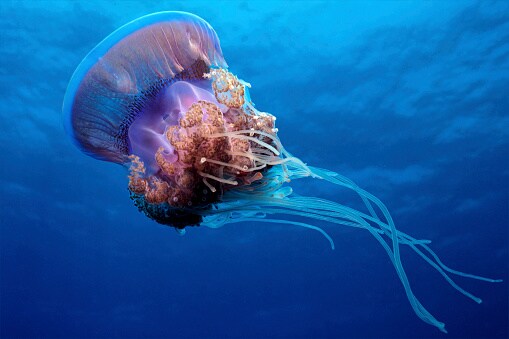 11 mind blowing facts you didn't even know about death