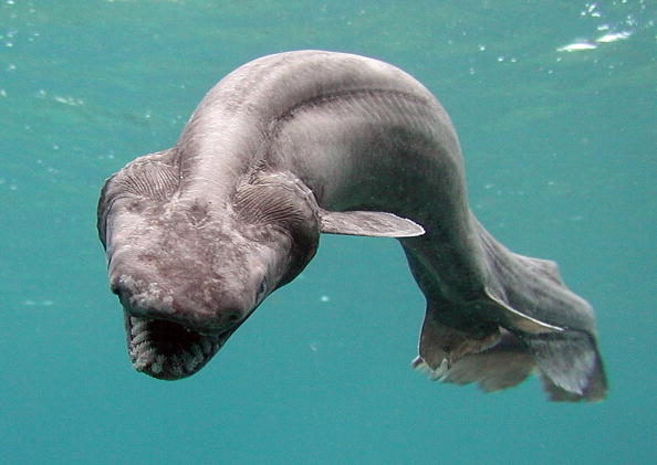 Did you know these are the 10 oldest animal species in the world