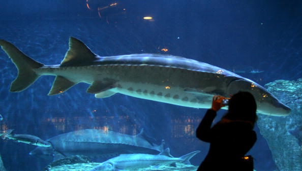 Did you know these are the 10 oldest animal species in the world