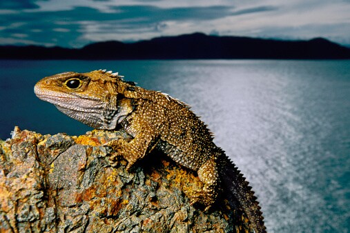 Did you know these are the 10 oldest animal species in the world