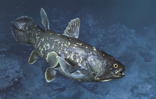 Did you know these are the 10 oldest animal species in the world