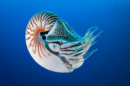 Did you know these are the 10 oldest animal species in the world