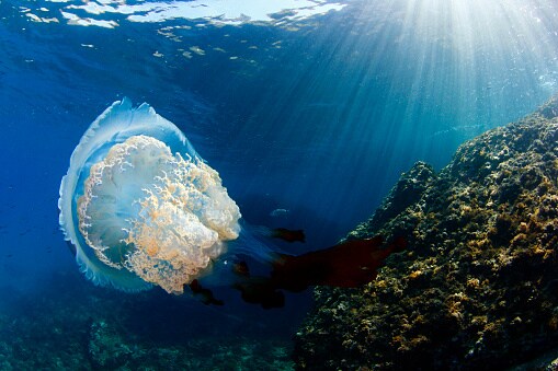 Did you know these are the 10 oldest animal species in the world
