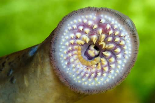 Wondrous nature: These are the 10 oldest animal species in the world ...