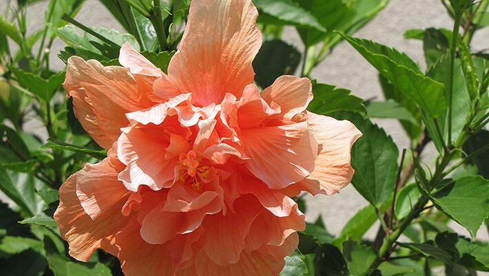 Hibiscus beauty and skin care benefits Hibiscus beauty and skin care benefits