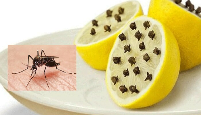 How to repel mosquitoes from home bmm