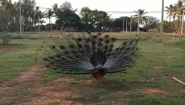 Facing continuous problem in the house then use peacock feathers according to astrology BDD