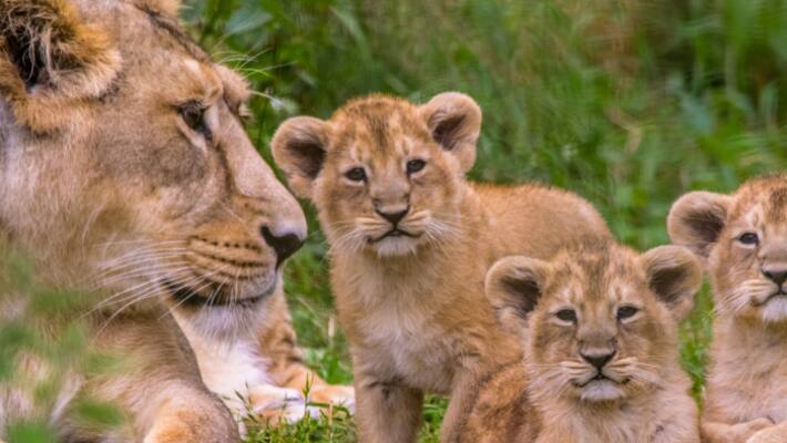 11 lions Found Dead In Gir Forest in Days 11 lions Found Dead In Gir Forest in Days