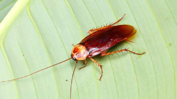 Cry Me A Cockroach : US Zoo Has An Unusual Fundraiser For Scorned Exes On Valentine's Day - bsb Cry Me A Cockroach : US Zoo Has An Unusual Fundraiser For Scorned Exes On Valentine's Day - bsb
