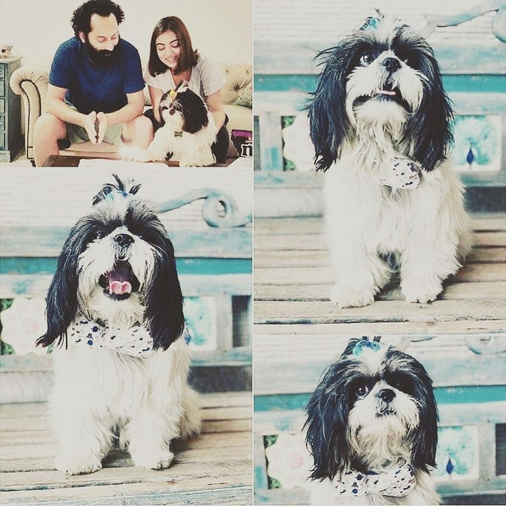 Oreo is their Shi-Tzu, it was named for its black and white colour.
