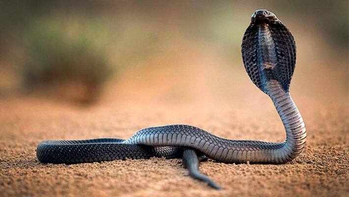 Snake Bites Man in Gujarat Man Bites it Back Both Die Snake Bites Man in Gujarat Man Bites it Back Both Die