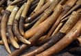 Karnataka CID forest cell officer's relative and retired forest officer held for trading elephant tusk