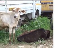5 held for cow slaughter in Hapur