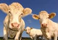 Two headed mutant calf stuns farmers in Brazil [Video]