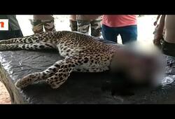 Man-eater leopard gun down in Raiwala