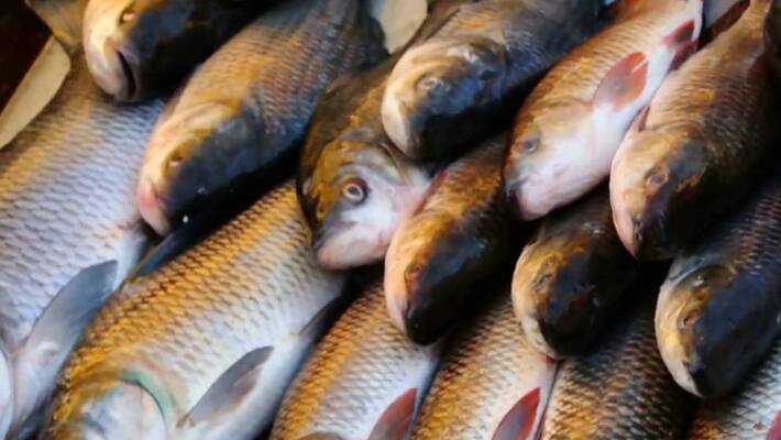 State fisheries development corporation started to deliver fish in Lockdown situation State fisheries development corporation started to deliver fish in Lockdown situation