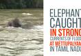 Video: Elephant braves floods to cross overflowing river