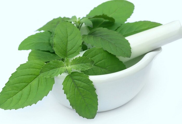 Here is why you must not chew tulsi leaves